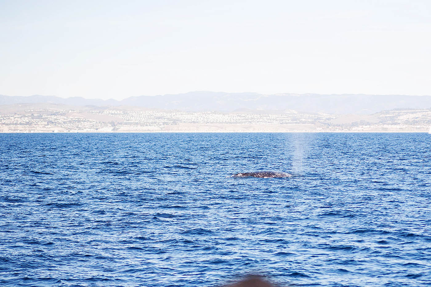 Dana Wharf whale watching