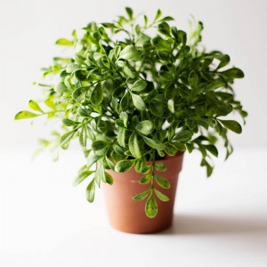 DIY emoji flower or plant pot