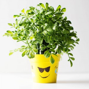DIY emoji flower or plant pot