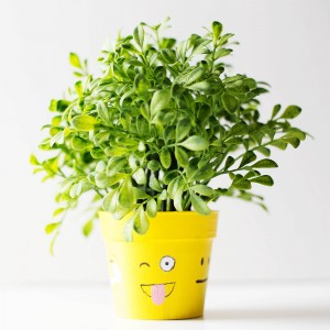DIY emoji flower or plant pot