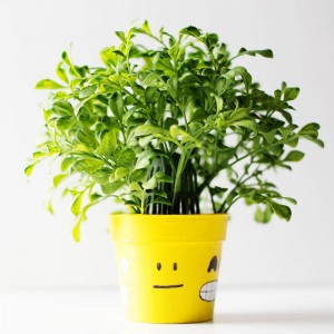 DIY emoji flower or plant pot