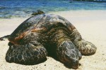 Shellebrate World Turtle Day!