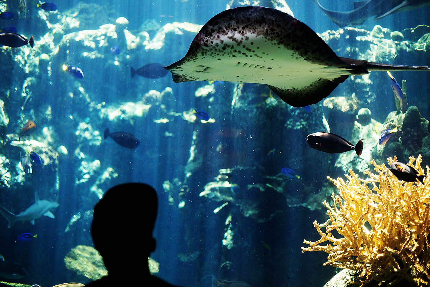 Aquarium of the Pacific, Long Beach CA