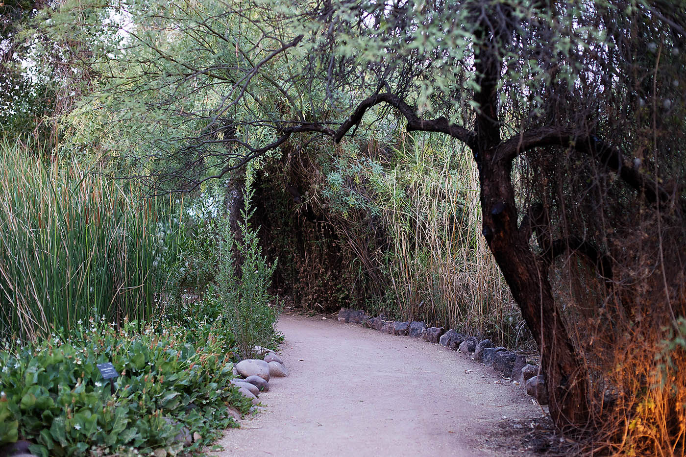 Flashlight Tours at Desert Botanical Gardens in Phoenix, AZ
