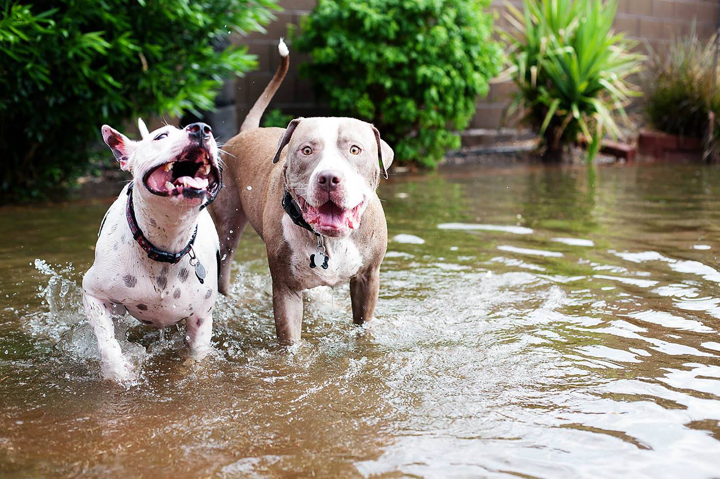 Dogs running through water from Allison Waken